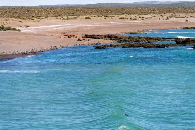 Yüzlerce Macellan pengueni, Chubut bölgesindeki Punta Tombo penguen barınağında sahilde duruyor.