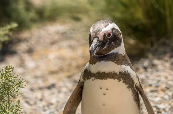 Ενιαία Αρσενικό Πιγκουίνος Magellanic Πόδια Πίσω Στη Φωλιά Του Στο — Φωτογραφία Αρχείου
