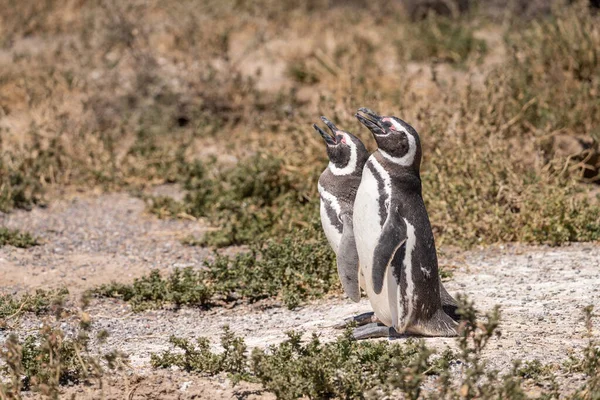 Два Магеллановых Пингвина Стоят Солнце Заповеднике Пингвинов Пунта Томбо Провинции — стоковое фото