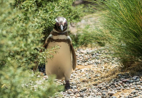 Pingouin Magellan Mâle Célibataire Retournant Son Nid Dans Sanctuaire Punta — Photo