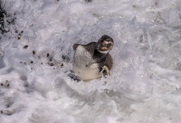 Single Magellanic Penguin Chick Being Thrown Surf Punta Tombo Penguin — Stock Photo, Image