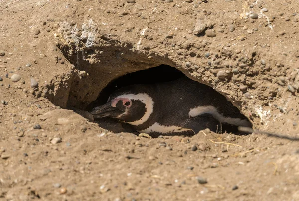 Pinguim Único Magalhães Seu Buraco Chão Santuário Pinguins Punta Tombo — Fotografia de Stock