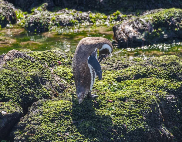 Magellanic Πιγκουίνος Στέκεται Βράχια Φύκια Στην Punta Tombo Πιγκουίνος Ιερό — Φωτογραφία Αρχείου