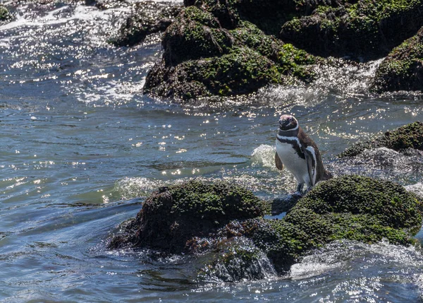 Magellanic Penguin Standing Seaweed Rocks Punta Tombo Penguin Sanctuary Chubut — Stock Photo, Image