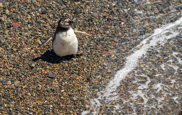 Pingouin Magellan Unique Poussin Sur Rivage Punta Tombo Sanctuaire Pingouins — Photo