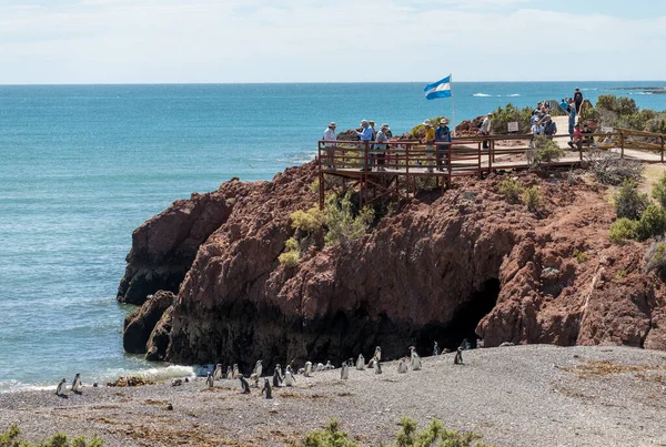 Punta Tombo Αργεντινή Φεβρουαρίου 2023 Τουρίστες Έχουν Θέα Από Magellanic — Φωτογραφία Αρχείου