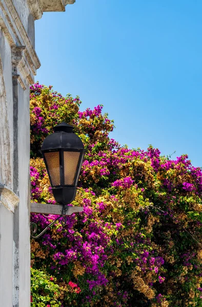 コロニア サクラメント ウルグアイの石壁に赤い花のある街灯や提灯 — ストック写真