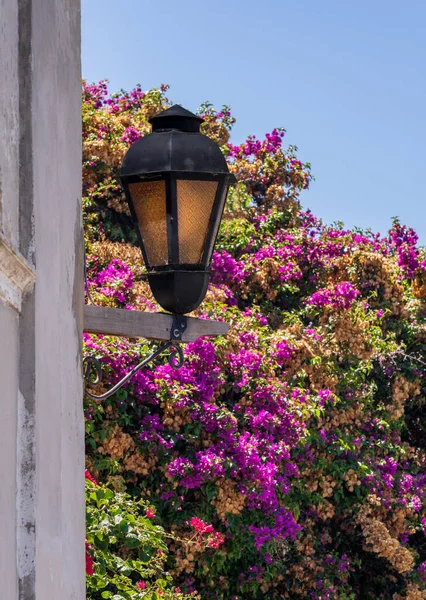 コロニア サクラメント ウルグアイの石壁に赤い花のある街灯や提灯 — ストック写真