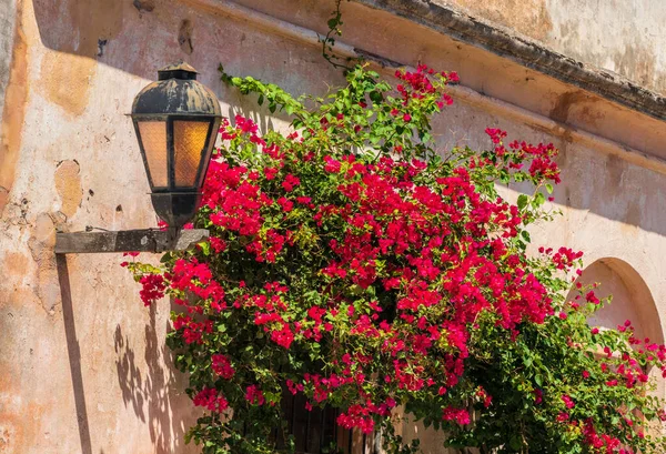 Φως Του Δρόμου Φανάρι Κόκκινα Λουλούδια Στον Πέτρινο Τοίχο Στην — Φωτογραφία Αρχείου