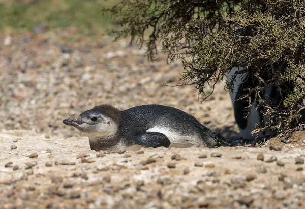 Einzelnes Magellanpinguin Küken Pinguin Schutzgebiet Punta Tombo Der Provinz Chubut — Stockfoto