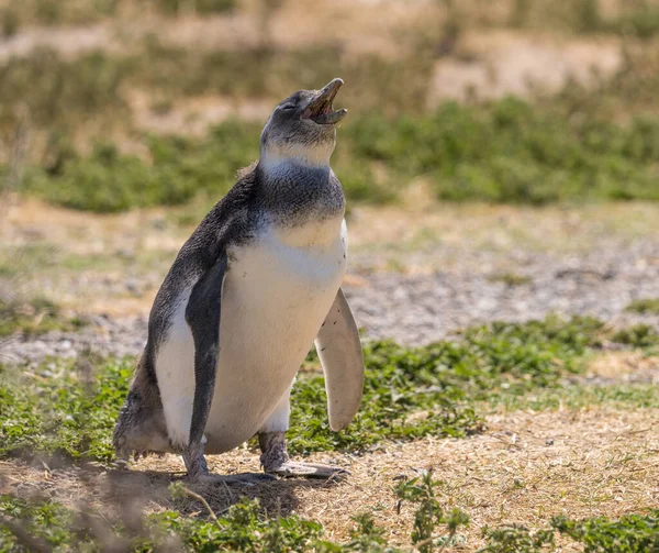 Магеллановы Пингвины Стоящие Издающие Звуки Святилище Пингвинов Пунта Томбо Провинции — стоковое фото
