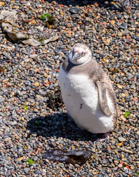 Pulcino Pinguino Magellano Singolo Punta Tombo Santuario Pinguino Provincia Chubut — Foto Stock