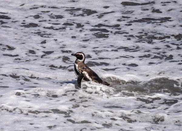 Pingüino Magallánico Pie Saliendo Del Mar Santuario Pingüinos Punta Tombo — Foto de Stock