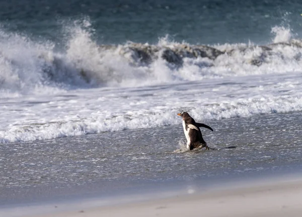 Gentoo Pinguin Läuft Mit Ausgestreckten Flügeln Vom Strand Zum Meer — Stockfoto