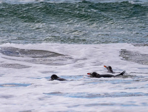Группа Пингвинов Gentoo Плавает Море Фолклендских Островах Блафф Коув — стоковое фото