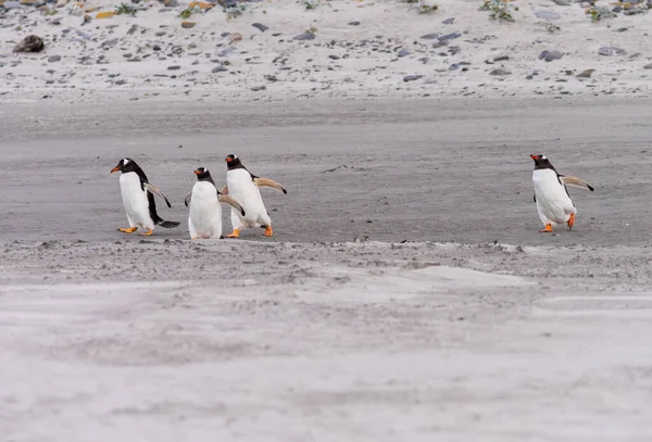 Group Gentoo Penguins Running Beach Sea Bluff Cove Falkland Islands — Foto de Stock