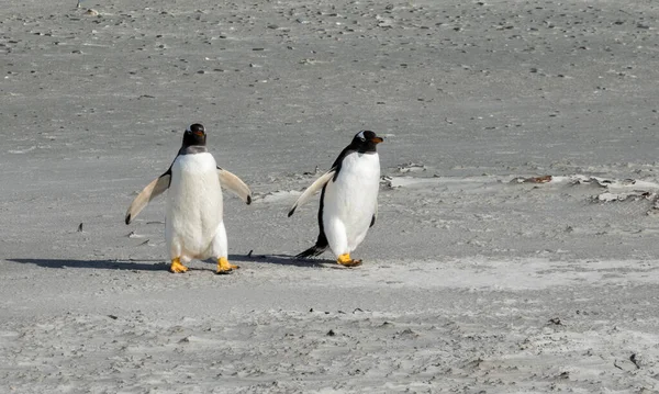Par Pinguins Gentoo Andando Praia Para Mar Bluff Cove Ilhas — Fotografia de Stock