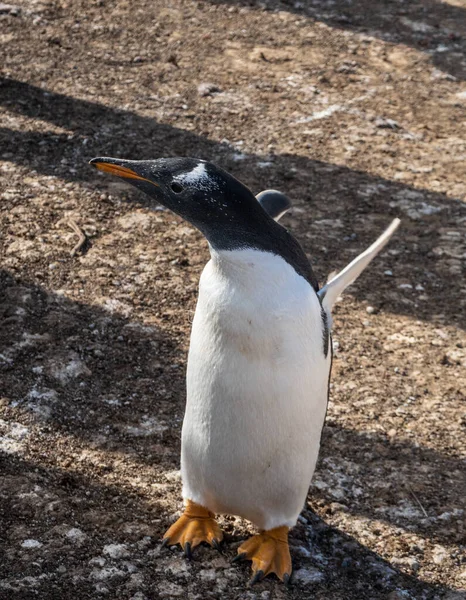 Gentoo Penguin Standing Stretching Wings Bluff Cove Falkland Islands — Stock Photo, Image