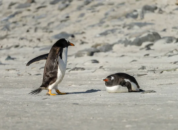 Coppia Pinguini Gentoo Sulla Spiaggia Riva Mare Bluff Cove Isole — Foto Stock
