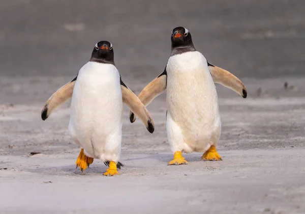 Пара Пингвинов Прогуливающихся Пляжу Море Островов Блафф Ков Фолкленд — стоковое фото