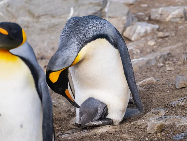 King Penguin Φροντίδα Για Νεοσσό Του Στα Πόδια Πτερύγια Στο — Φωτογραφία Αρχείου