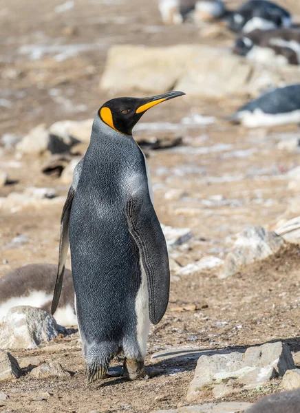 King Penguin Στέκεται Όρθια Στην Παραλία Στο Bluff Cove Στις — Φωτογραφία Αρχείου