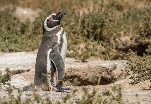 Pingouin Magellan Debout Faisant Appel Sonore Dans Punta Tombo Sanctuaire — Photo