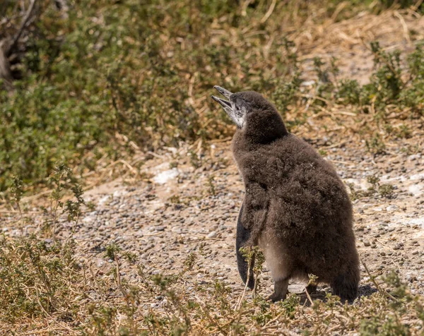 Pinguim Magalhães Solteiro Fugindo Perdendo Suas Penas Iniciais Punta Tombo — Fotografia de Stock