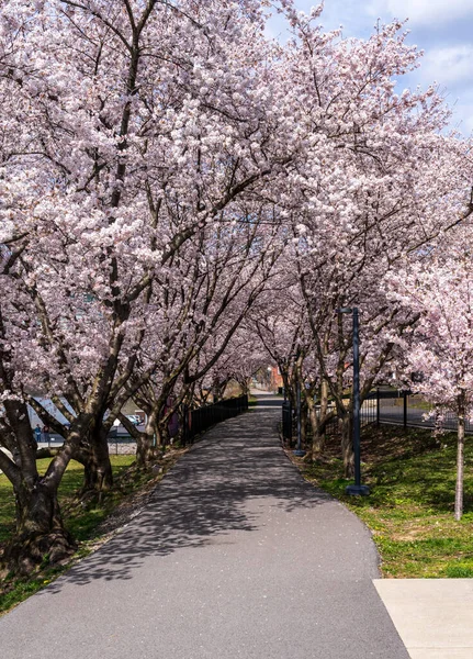 벚꽃이 웨스트버지니아주의음 타운을 자전거를 — 스톡 사진