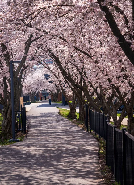 ウェストバージニア州モーガンタウンの桜の散歩道とサイクリングコース — ストック写真