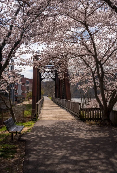 春には桜が咲くデッカーズクリークの上のモルガンタウンWvでウォーキングやサイクリングトレイルを運ぶ古い鋼の桁橋 — ストック写真