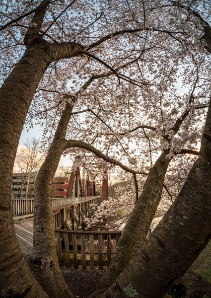 春には桜が咲くデッカーズクリークの上のモルガンタウンWvでウォーキングやサイクリングトレイルを運ぶ古い鋼の桁橋 — ストック写真