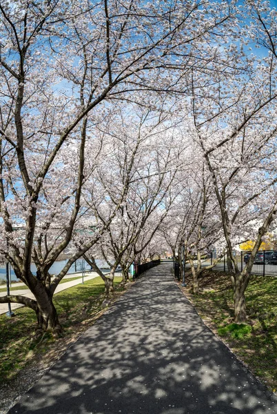 Sentier Pédestre Cyclable Morgantown Virginie Occidentale Avec Des Fleurs Cerisier — Photo