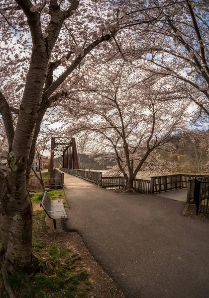 Morgantown Yürüme Bisiklet Yolu Taşıyan Eski Çelik Kiriş Köprüsü Baharda — Stok fotoğraf