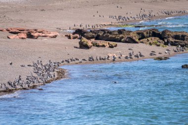 Yüzlerce Macellan pengueni, Chubut bölgesindeki Punta Tombo penguen barınağında sahilde duruyor.