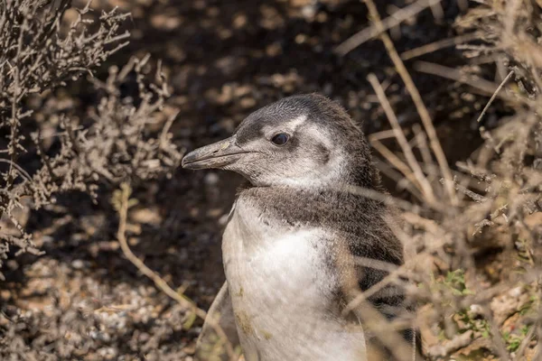Pollito Pingüino Magallánico Soltero Fledging Perder Sus Plumas Tempranas Punta — Foto de Stock