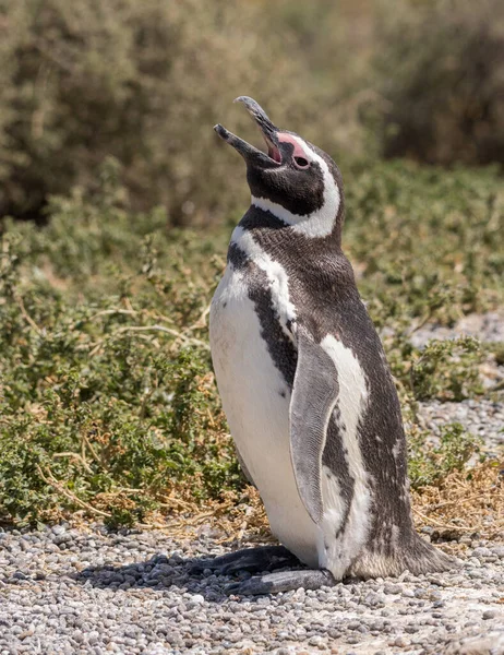 Pingouin Magellan Debout Faisant Appel Sonore Dans Punta Tombo Sanctuaire — Photo