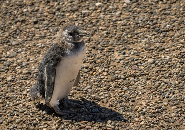 Single Magellanic Penguin Chick Fledging Losing Its Early Feathers Punta — Stock Photo, Image