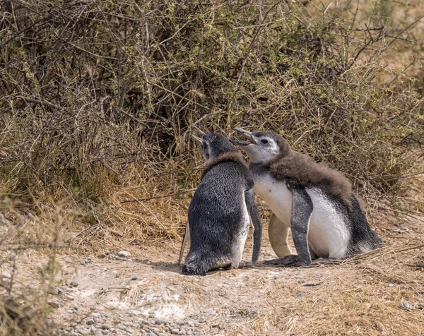 Dois Pinguins Magalhães Que Crescem Perdem Suas Penas Punta Tombo — Fotografia de Stock