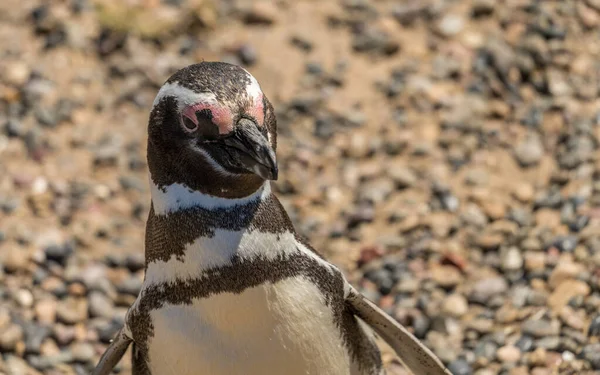Retrato Único Pinguim Magalhães Santuário Pinguins Punta Tombo Província Chubut — Fotografia de Stock