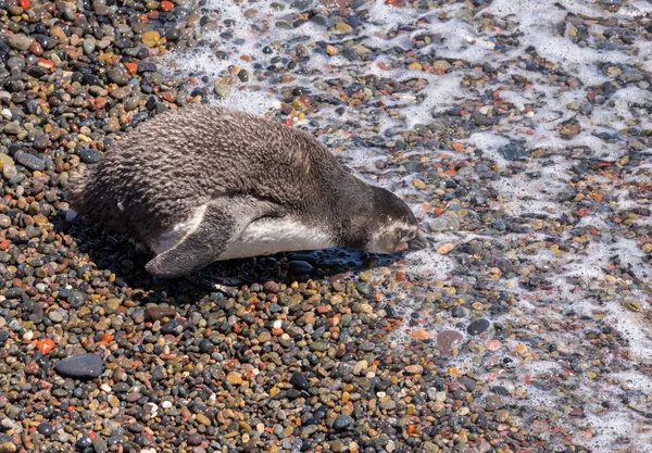 Ensamstående Magellanska Pingvinkyckling Havets Ände Punta Tombo Pingvin Helgedom Chubut — Stockfoto
