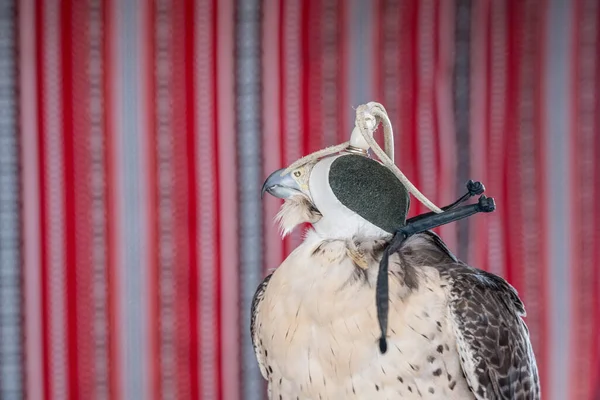 Dettaglio Ritratto Falco Falco Indossando Tradizionale Berretto Cappello Pelle Con — Foto Stock