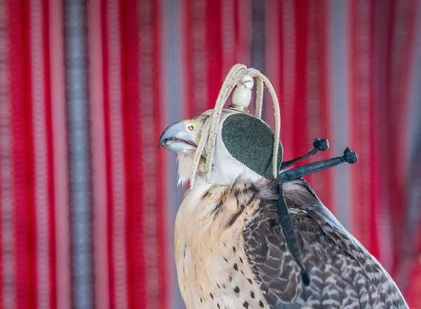 Dettaglio Ritratto Falco Falco Indossando Tradizionale Berretto Cappello Pelle Con — Foto Stock