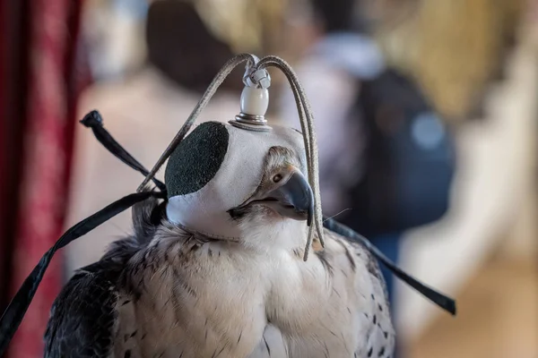 Dettaglio Ritratto Falco Falco Indossando Tradizionale Cappello Cappello Pelle All — Foto Stock
