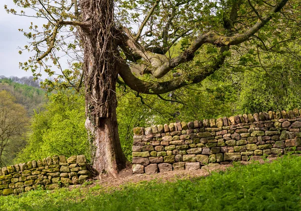Droge Stenen Muur Engeland Met Een Oude Eikenboom Een Spleet — Stockfoto