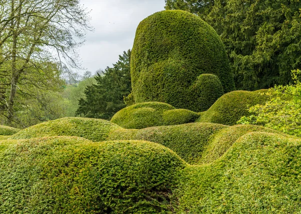 Eiben Sehr Geschwungenen Sinnlichen Formen Garten Yorkshire England — Stockfoto