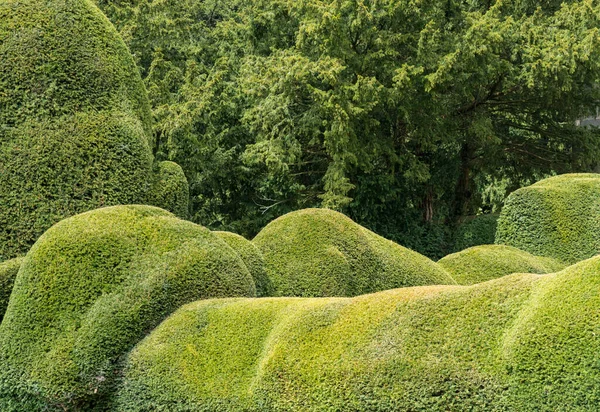 Tisové Stromy Zdobené Velmi Zakřivených Smyslných Tvarech Zahradě Yorkshire Anglie — Stock fotografie