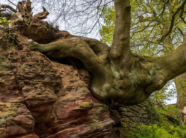 Skręcone Zgrzytane Stare Drzewo Wyrastające Bokiem Piaskowcowej Skały — Zdjęcie stockowe