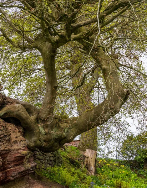 Kıvrılmış Eğri Büğrü Yaşlı Ağaç Kum Taşı Yüzeyinden Yana Büyüyor — Stok fotoğraf