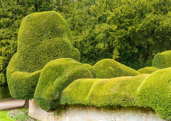 在英国约克郡的花园里 绿树被修剪成非常弯曲的肉感形状 — 图库照片